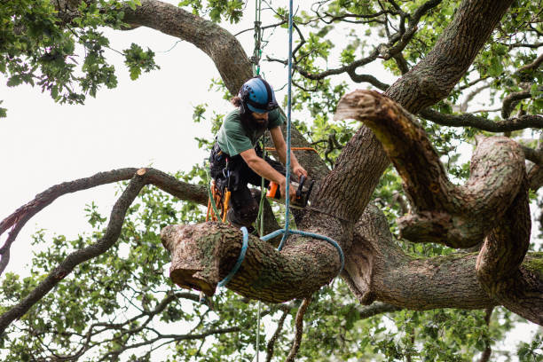 How Our Tree Care Process Works  in  Gallup, NM