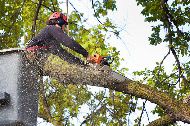 Pest Control for Lawns in Gallup, NM